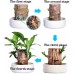 Lucky Brazil Wood Potted Plant