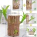 Lucky Brazil Wood Potted Plant