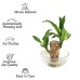 Lucky Brazil Wood Potted Plant