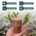 Lucky Brazil Wood Potted Plant