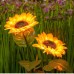 Sunflower Solar LED Lights  ( Minimum 4pc. ) 125/- Rs. Pc.